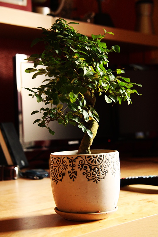 bonsai_ficus_indoor