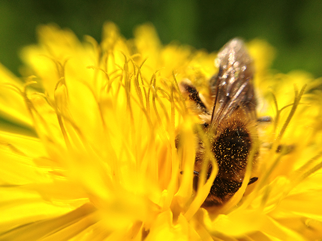 Eine Biene in einer Blüte.